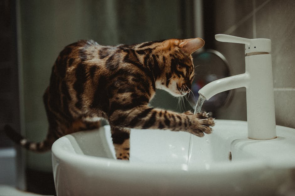 A Bengal cat curiously plays with water streaming from a bathroom faucet.