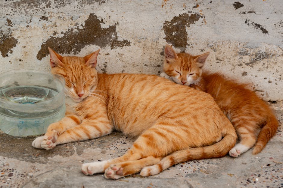 Two ginger cats sleeping peacefully by a bowl of water, set against a rustic wall.