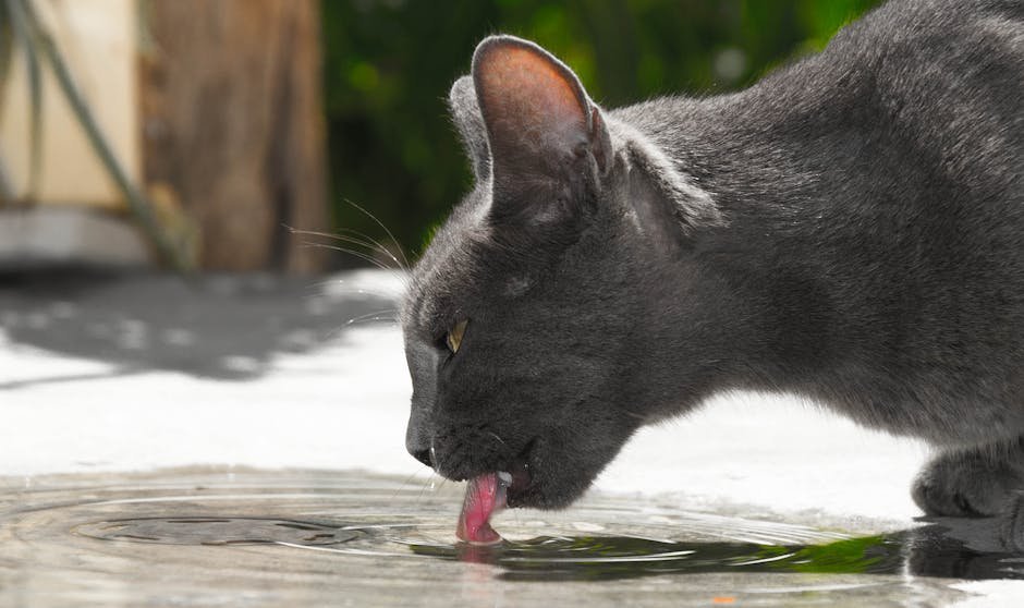 A grey cat drinking water from a puddle outdoors in Tunis, Tunisia.