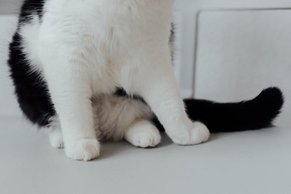 A close-up of a black and white cat with focus on its legs and fur sitting indoors.