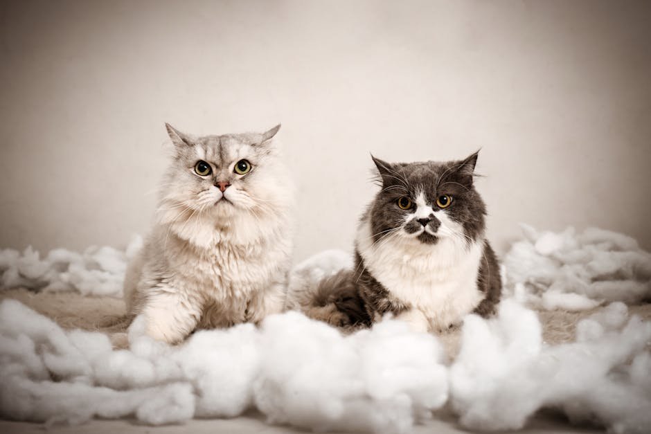 Two fluffy cats atop a soft, pillow-like surface indoors, showcasing their adorable looks.