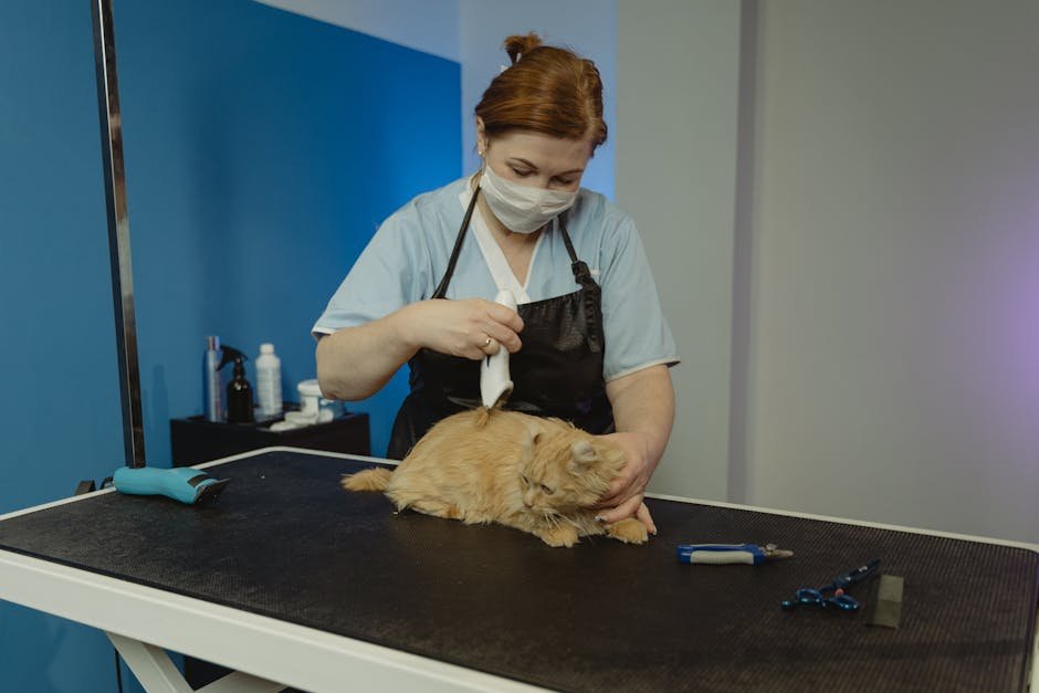 A skilled pet groomer trims the fur of a calm tabby cat on a grooming table.
