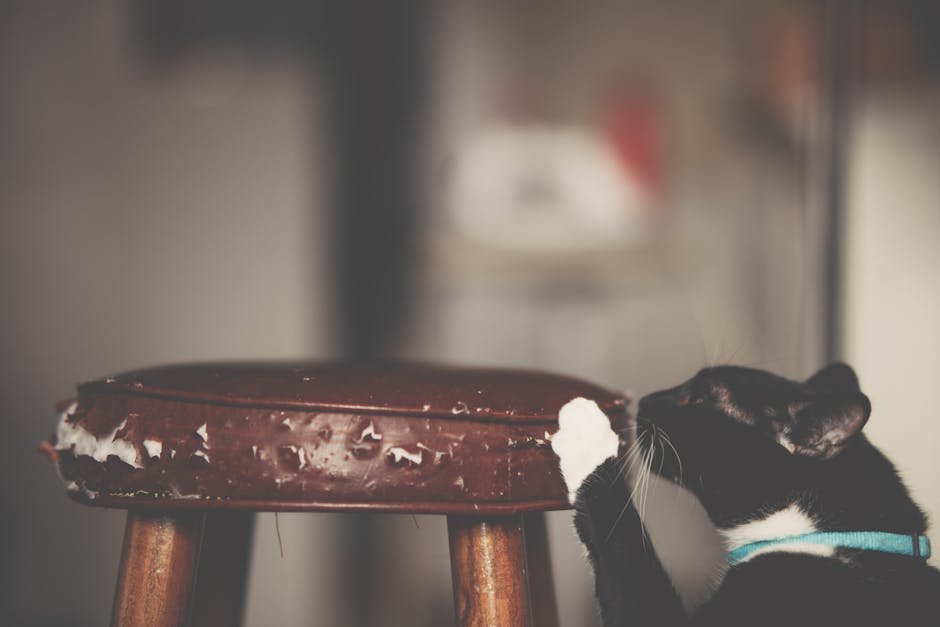 A black and white cat wearing a blue collar scratches a worn wooden stool indoors.