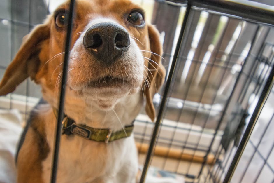 Close-up of a curious beagle dog looking up from its indoor cage.