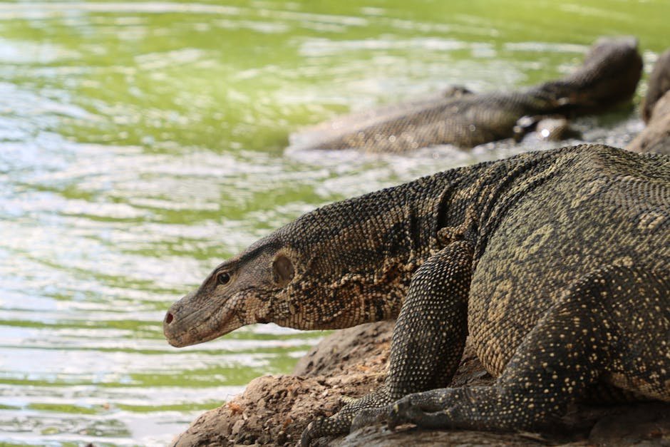 Komodo dragon basking near a lakeshore, showcasing natural wildlife beauty.