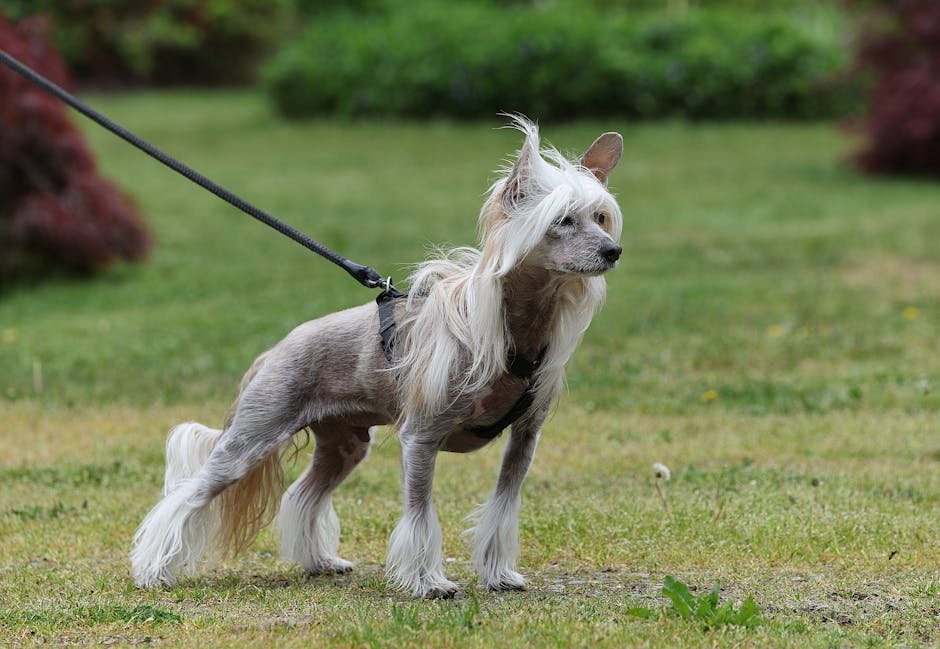 Pure breed Chinese Crested dog standing outdoors on a leash, showcasing its unique hairless and furry features.