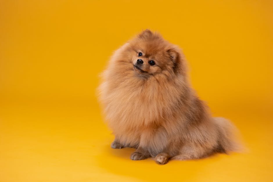 A fluffy Pomeranian dog posing in a studio on a vibrant yellow backdrop.