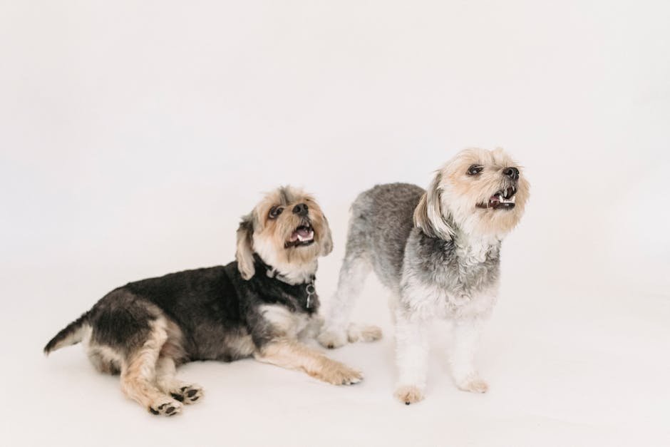 Two Yorkshire Terriers posing cheerfully on a white background in a studio setting.