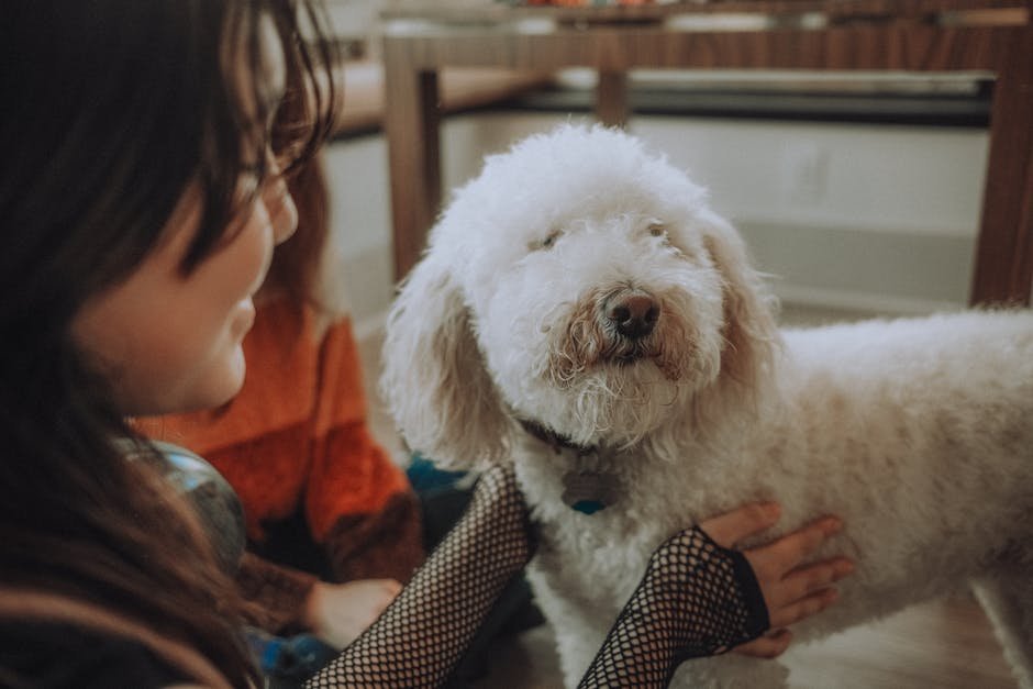 A cozy moment between a poodle and its owner indoors, capturing warmth and affection.