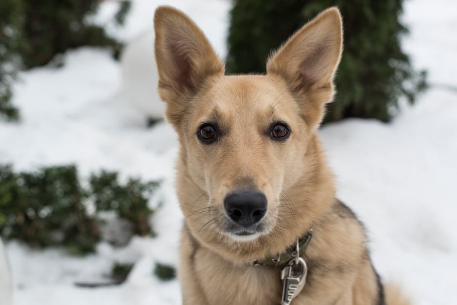 Portrait of a German Shepherd dog in a winter outdoor setting with snow.