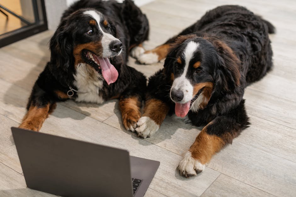 Two Bernese Mountain Dogs lying on the floor next to a laptop, looking curious.