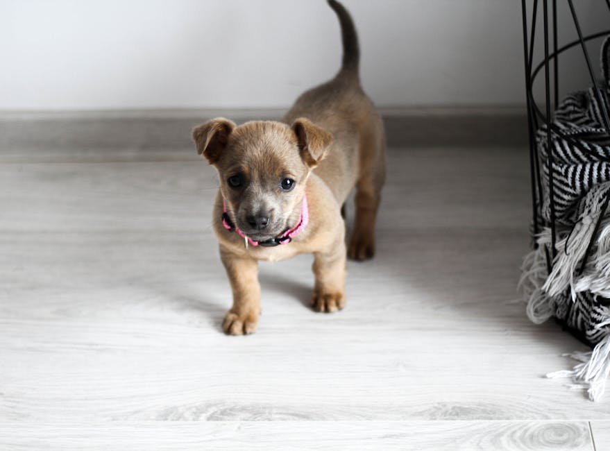 Cute puppy with pink collar standing on light wooden floor inside a home.