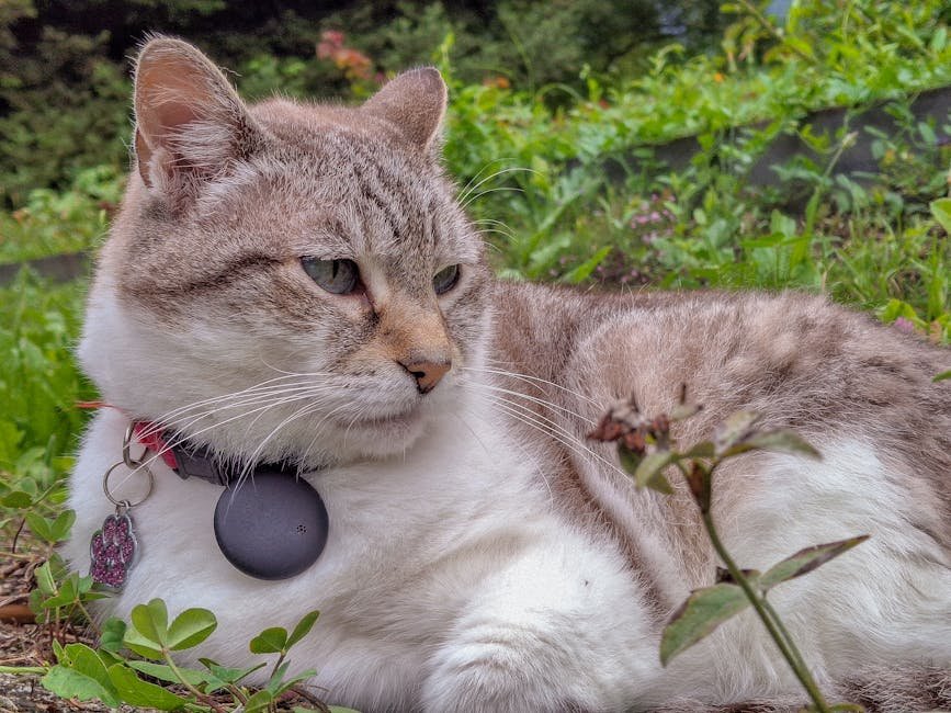A close-up of a relaxed cat lying in a lush green garden, wearing a collar.