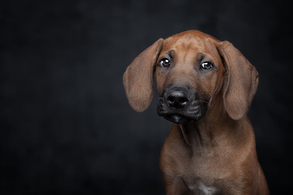Cute Rhodesian Ridgeback puppy portrait in studio setting with dark background.